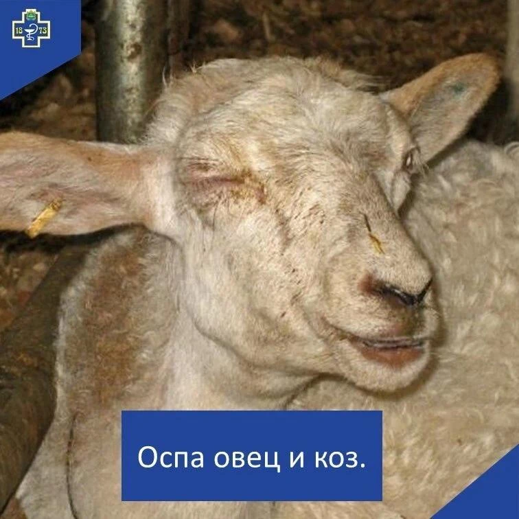 Оспа овец и коз — острое, высококонтагиозное вирусное заболевание, характеризующееся лихорадкой, инт