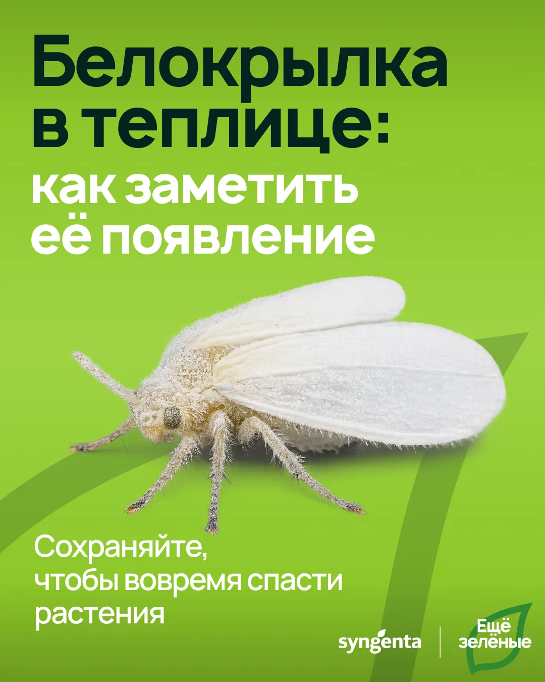 🌱Белокрылка снова появилась в теплице? Этот вредитель действительно может возвращаться из сезона в 