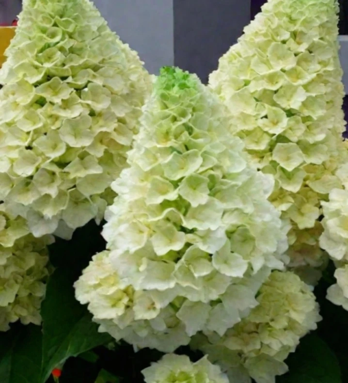🏵️Гортензия «Меджикал Мунлайт».
Высота 1,5-2м.
Ширина 1,1-1,2м.
Морозостойкость до -30
📍Побеги. Пр