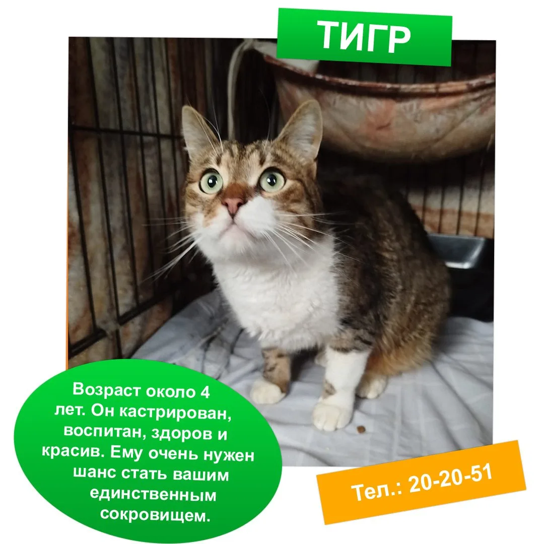 Дайте шанс на счастье ❤ 🐾

Каждое животное в приюте "Майский день" мечтает о том, чтобы стать часть