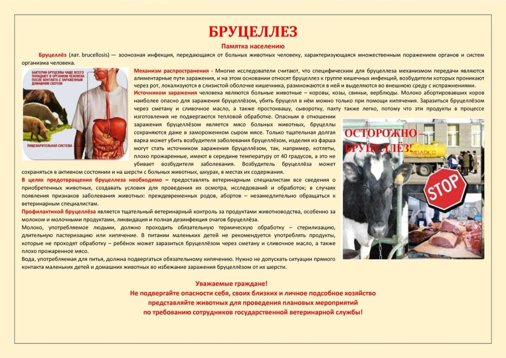 ❗❗❗Бруцеллез — хронически протекающая инфекционная болезнь, проявляющаяся часто абортами, задержание