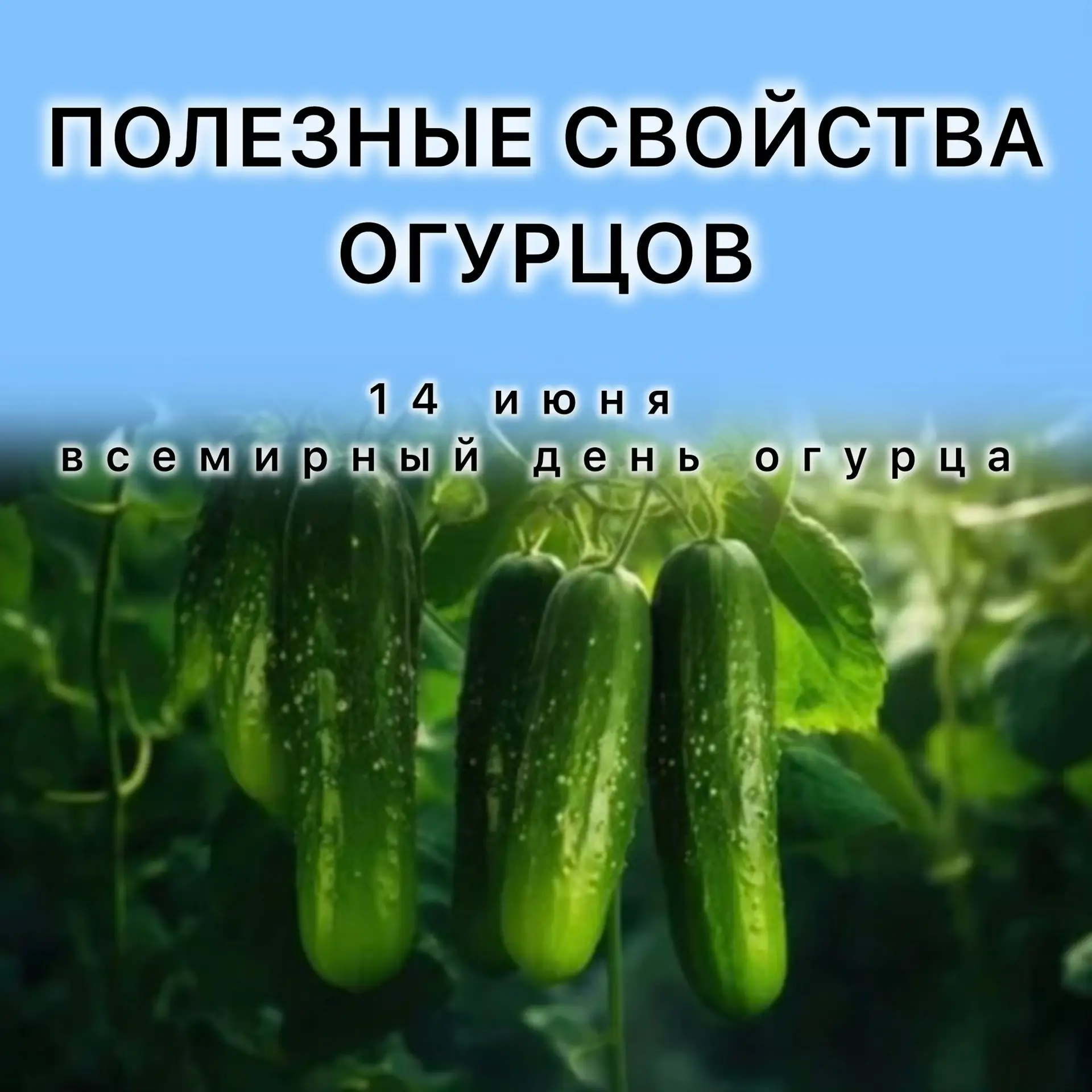 Полезные свойства огурцов:
⠀
🥒 Увлажнение организма. Обилие воды в составе огурца и наличие калия п