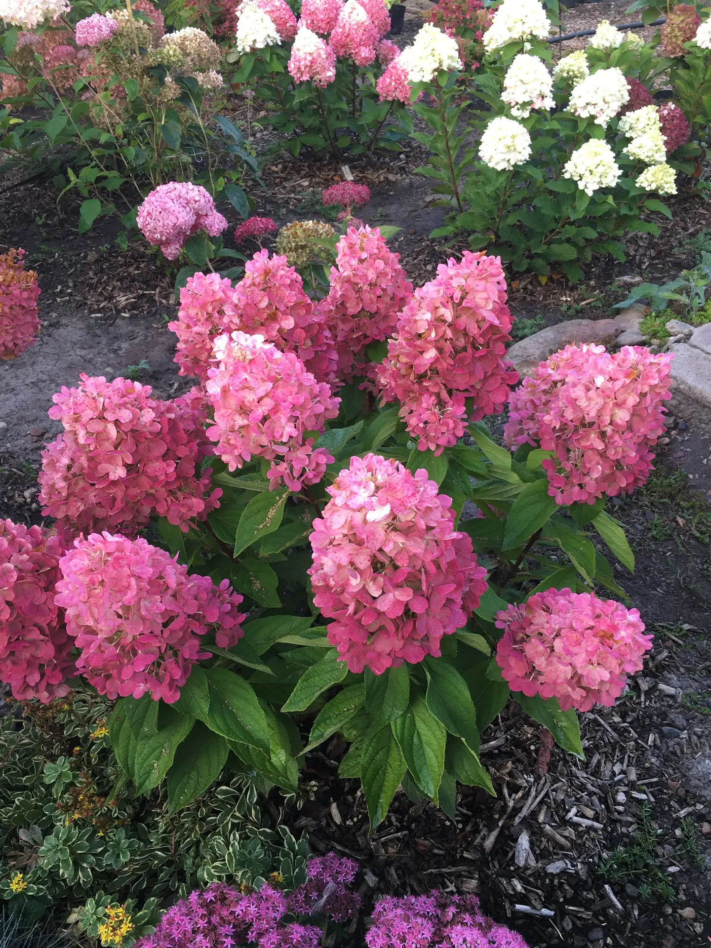 ГОРТЕНЗИЯ МЕТЕЛЬЧАТАЯ 
               БОНФАЕР

      🌸Сорт отличается своей потрясающей красотой и 