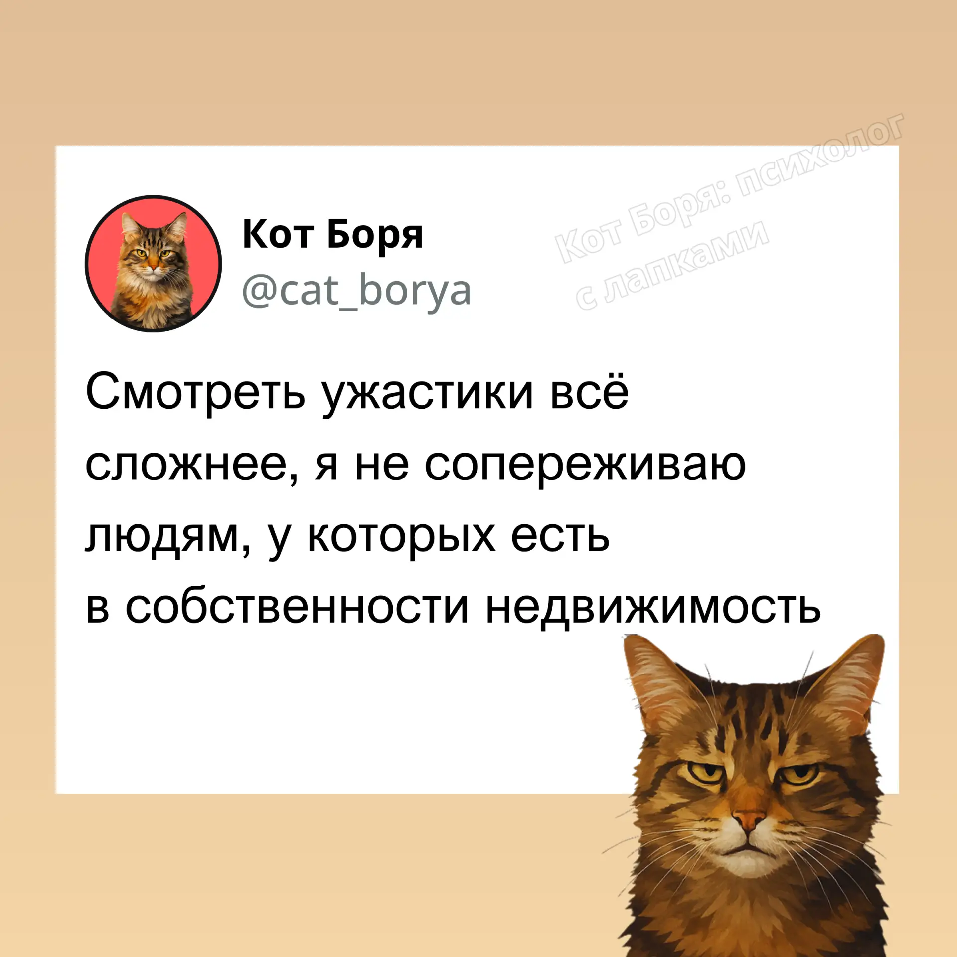 Кот Боря: Психолог с лапками