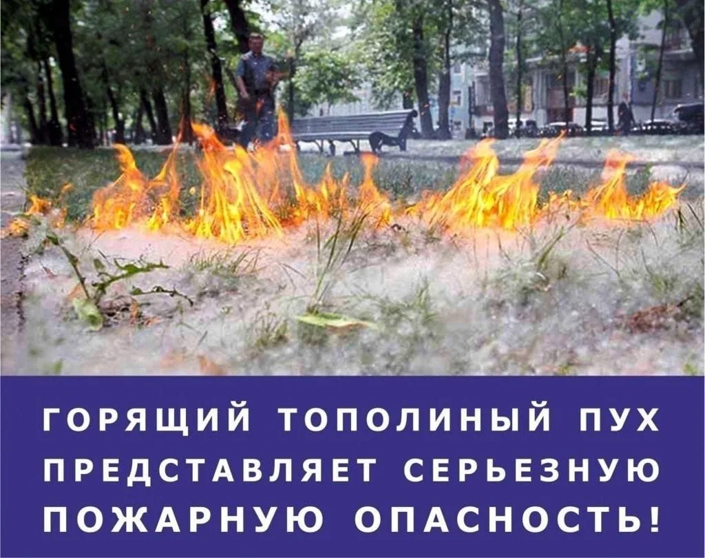 Внимание❗️❗️❗️
ППожарная опасность тополиного пуха
Уважаемые родители!
Ежегодно тополиный пух станов