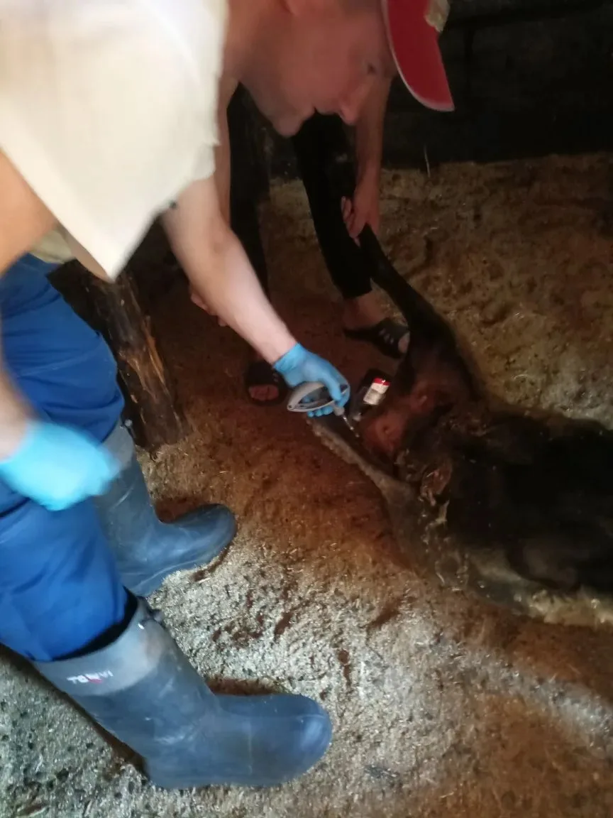 10.06.2026 г ,сотрудниками ГБУ РО "Шиловская райветстанция" была проведена плановая вакцинация МРС п