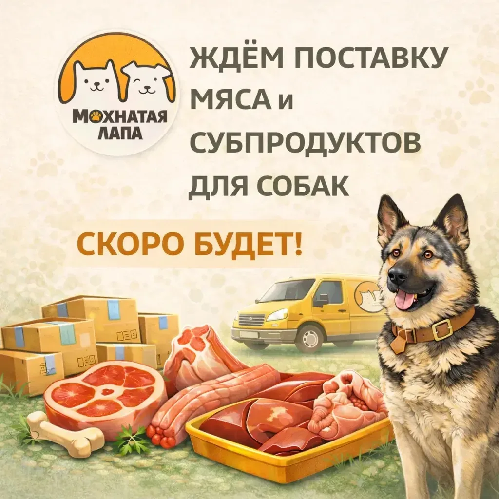 🍖 ЗАВТРА ЖДЁМ ПОСТАВКУ МЯСА И СУБПРОДУКТОВ!

Свежая партия для ваших хвостиков уже в пути.

Готовьт