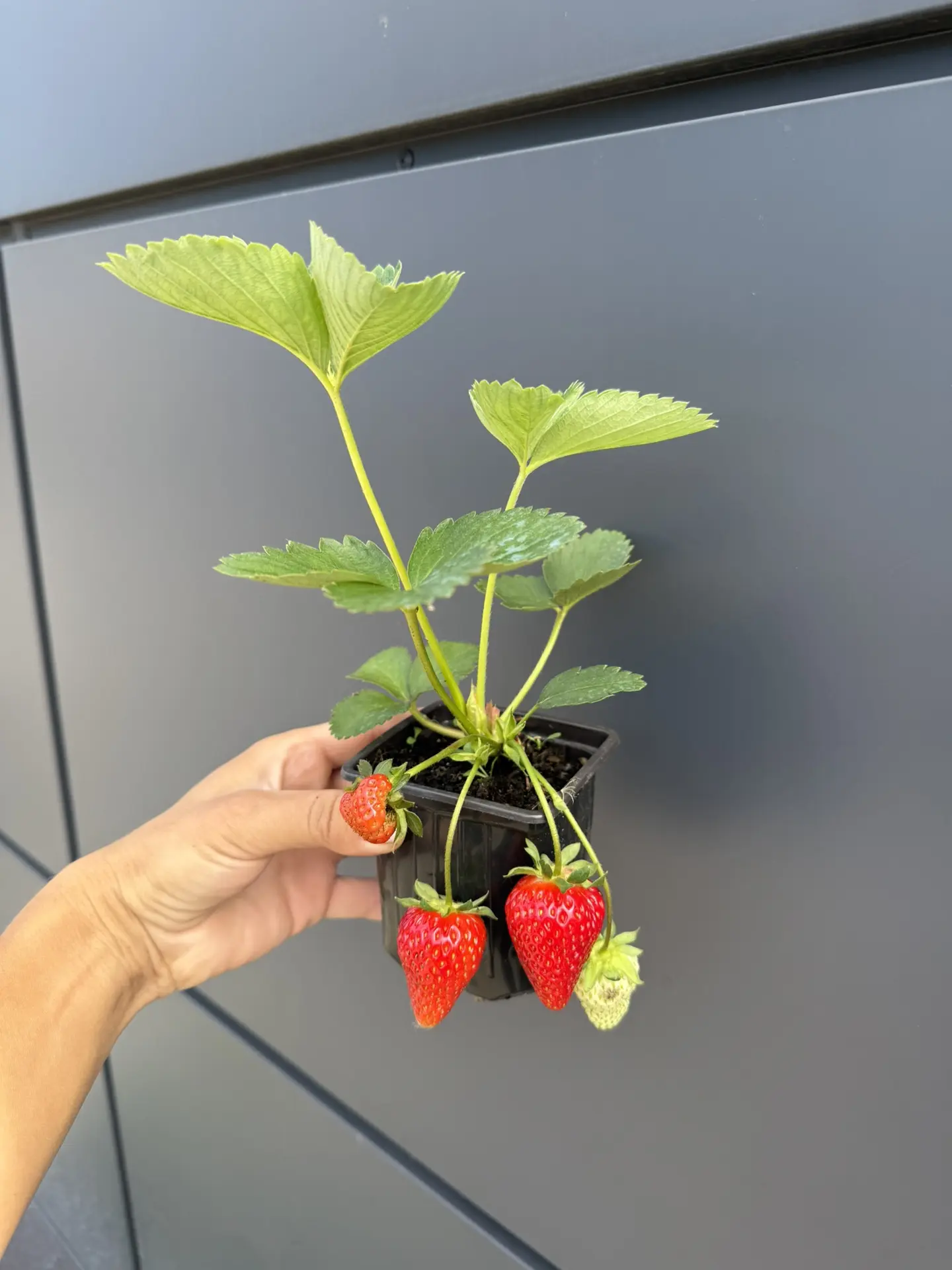 СОБИРАЕМ УРОЖАЙ 🍓
✅Клубника в наличии 
(На видео сорта : Ания,Вивара) 

Ремонтантные сорта 
-Ания 
