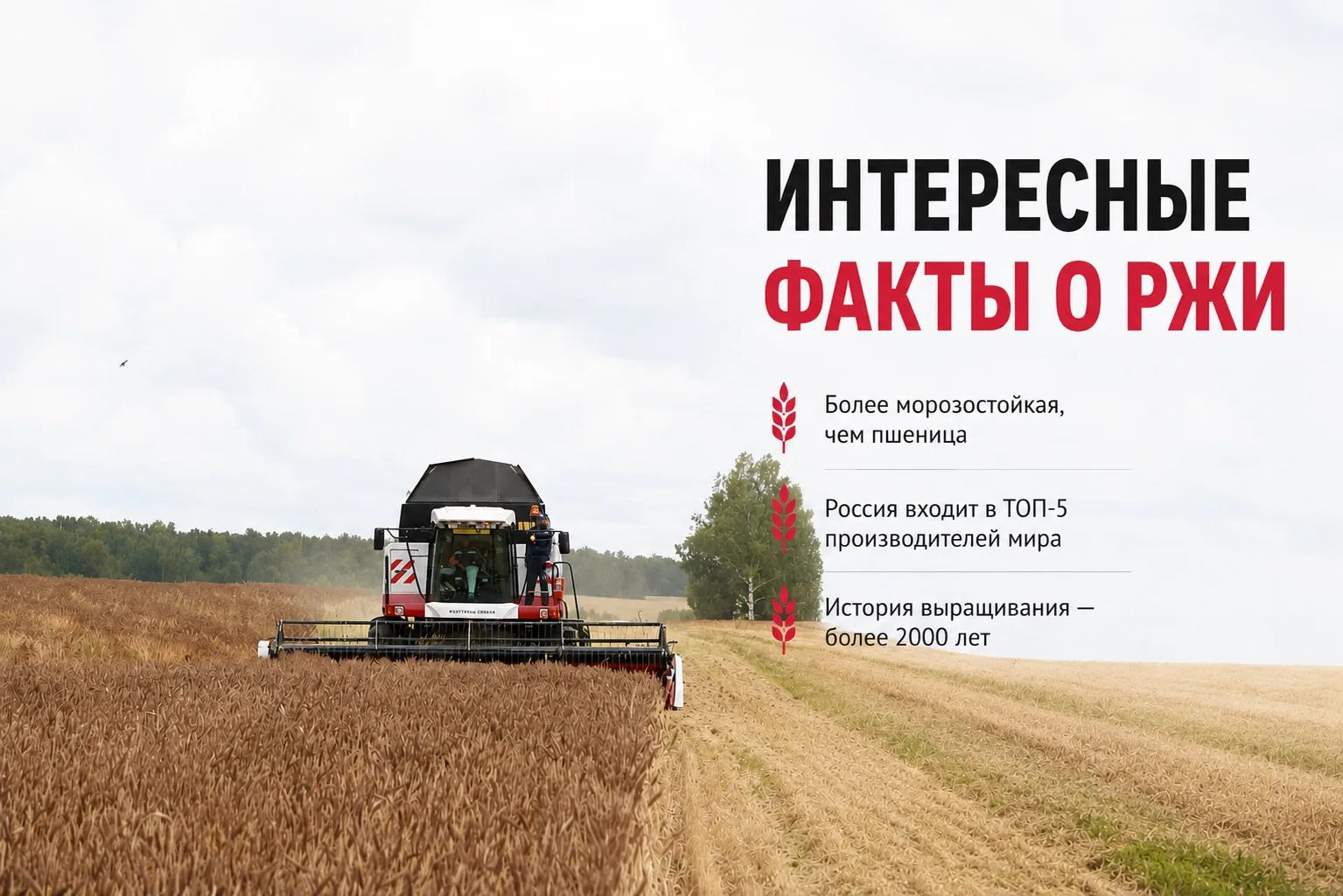 Подготовили для вас интересные факты о зерновой культуре — ржи.

Рожь является близкой родственницей