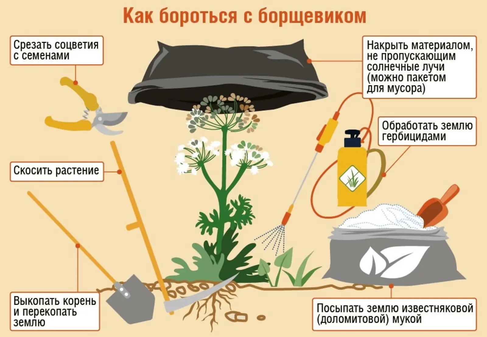 📌Внимание борщевик
   ☝С 1 марта 2026 года собственники земельных участков всех категорий земель об