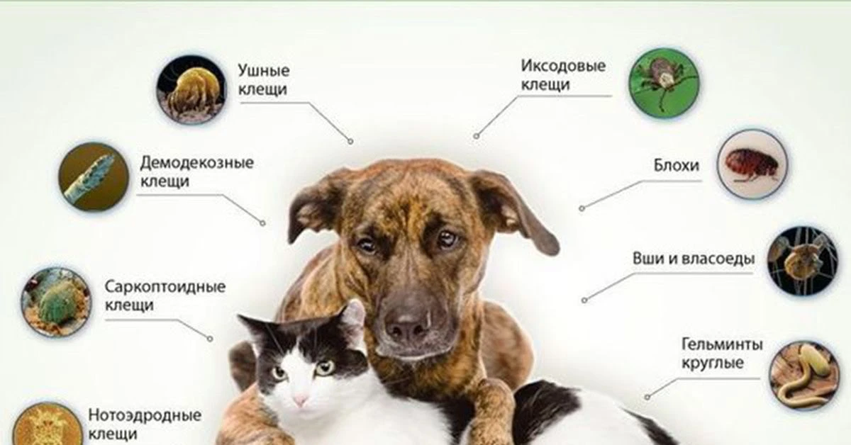 Защита от эктопаразитов: забота, которая действительно важна!
Вы заметили, что питомец часто чешется