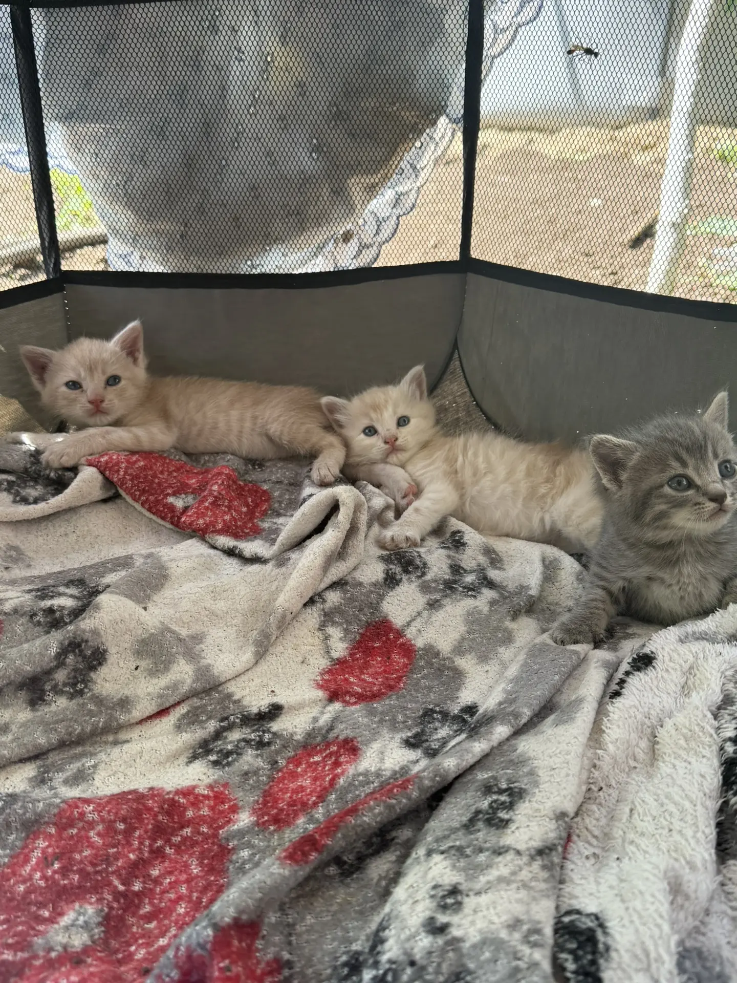 Отдам котят