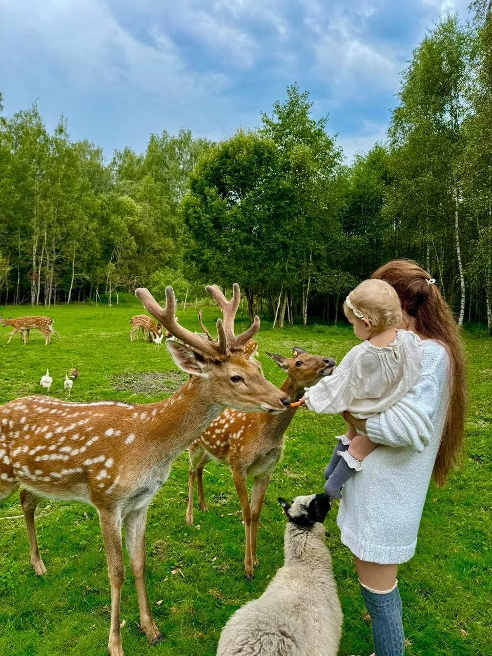 🦌 Где покормить оленей в Подмосковье 

Оленья ферма «Бэмби Лэнд» расположена в заповеднике Чередово