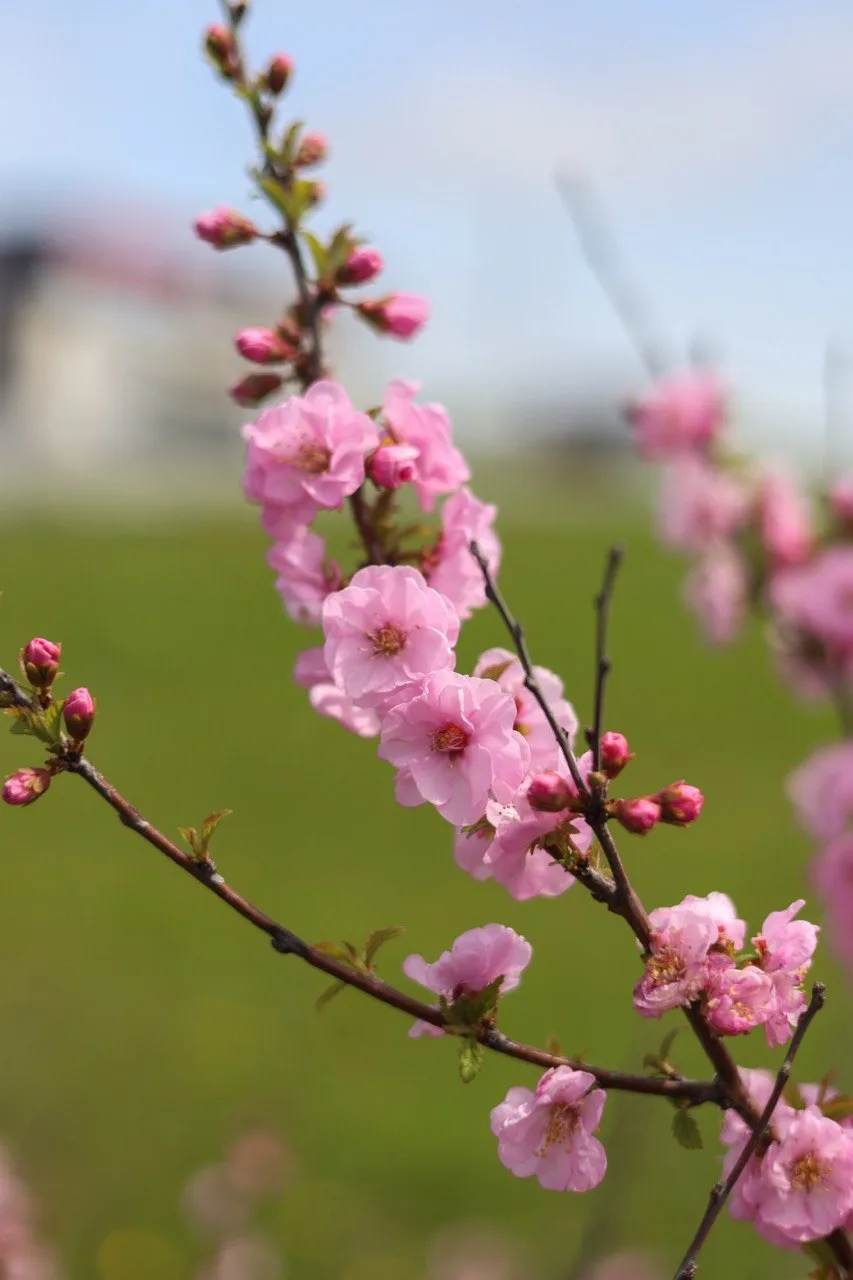 Визуальная медитация

Цветущий миндаль на Южно-Сахалинской. 

🌸🌸🌸🌸🌸🌸🌸🌸🌸🌸

Нежные розовые о