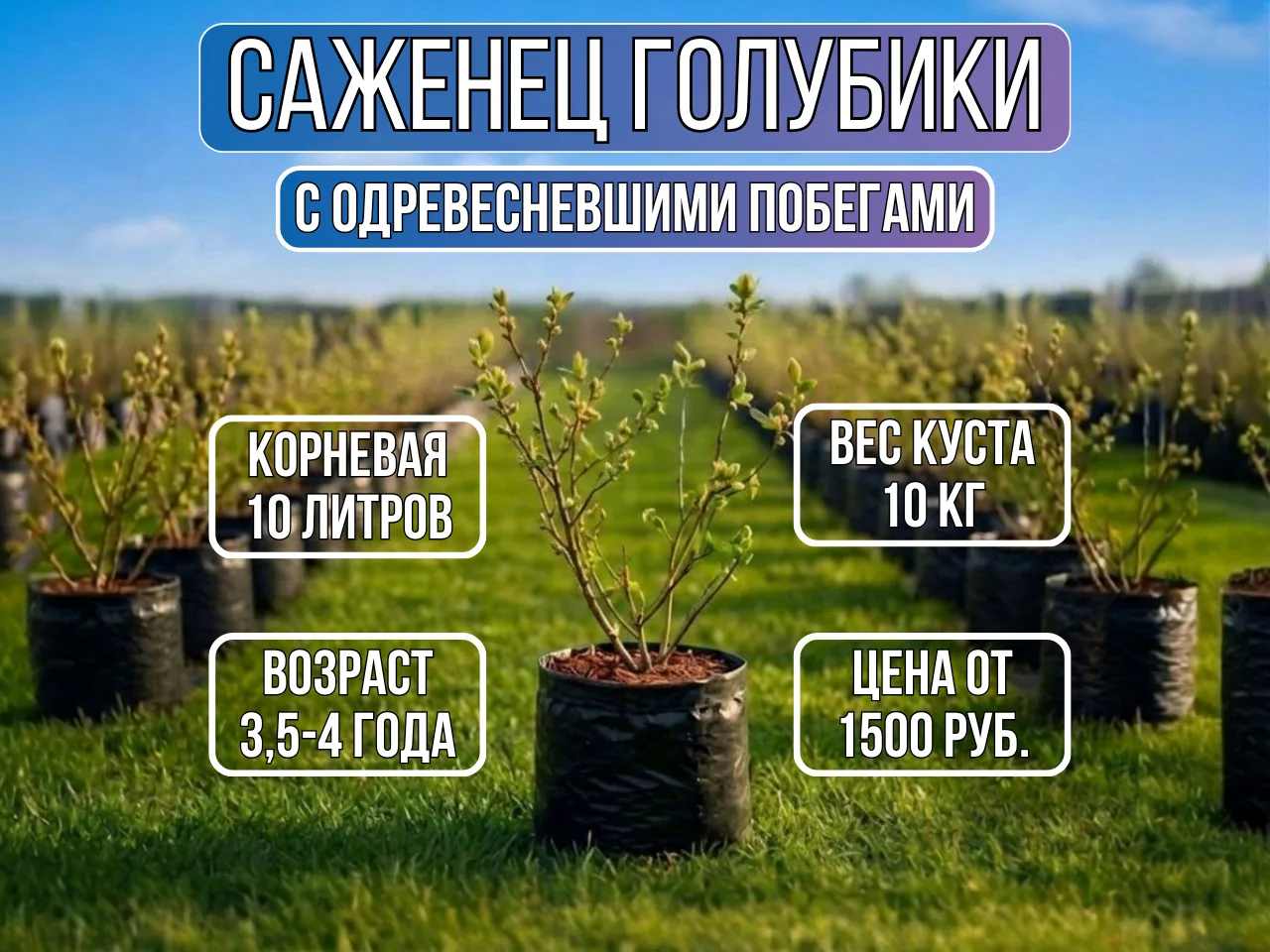 Всем доброго дня!

🌿Спешим сообщить Вам, что все майские праздники 1, 2 и 3 мая плантация работает 