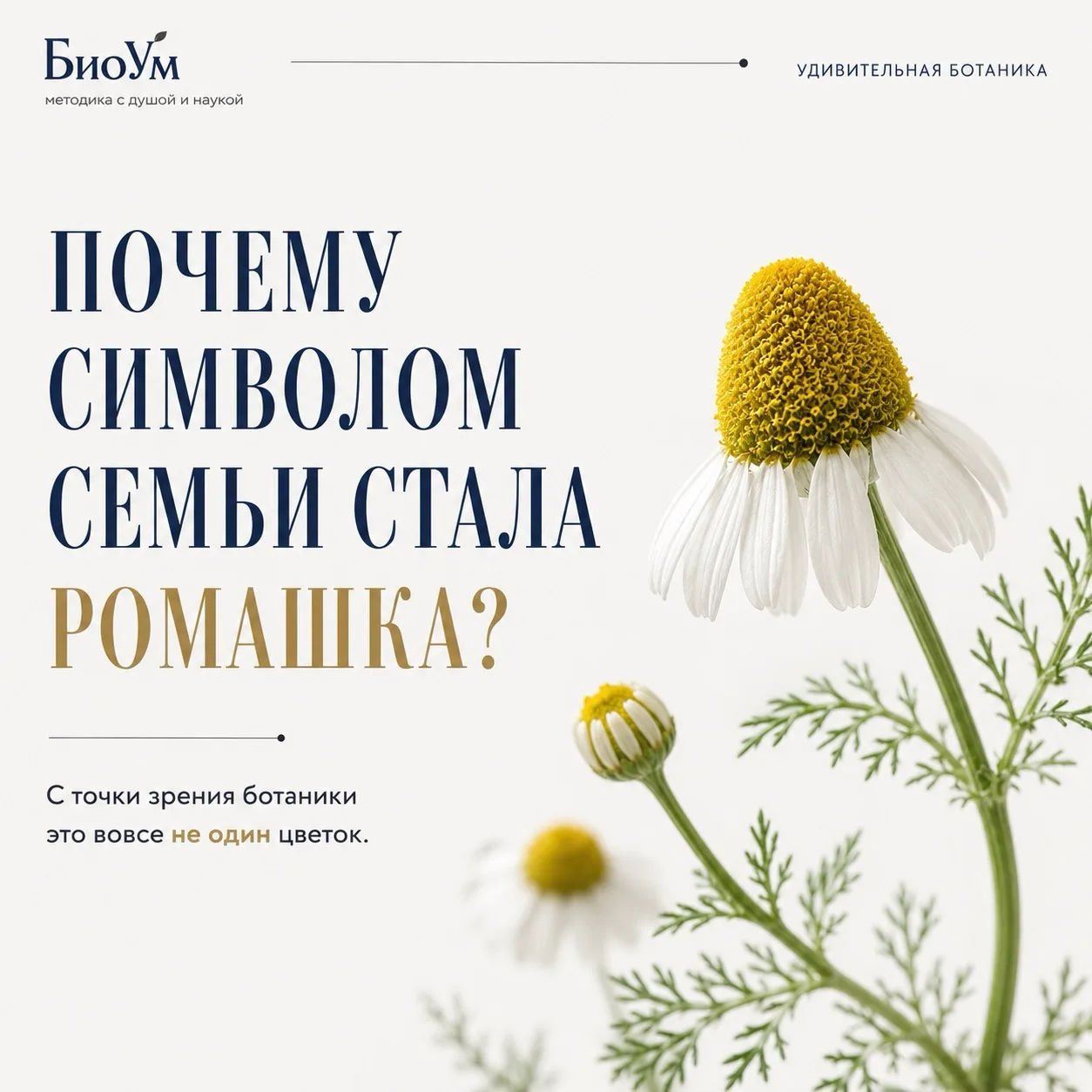 🌼 Ромашка давно стала символом семьи, любви и верности. Но ботаника делает этот выбор ещё красивее
