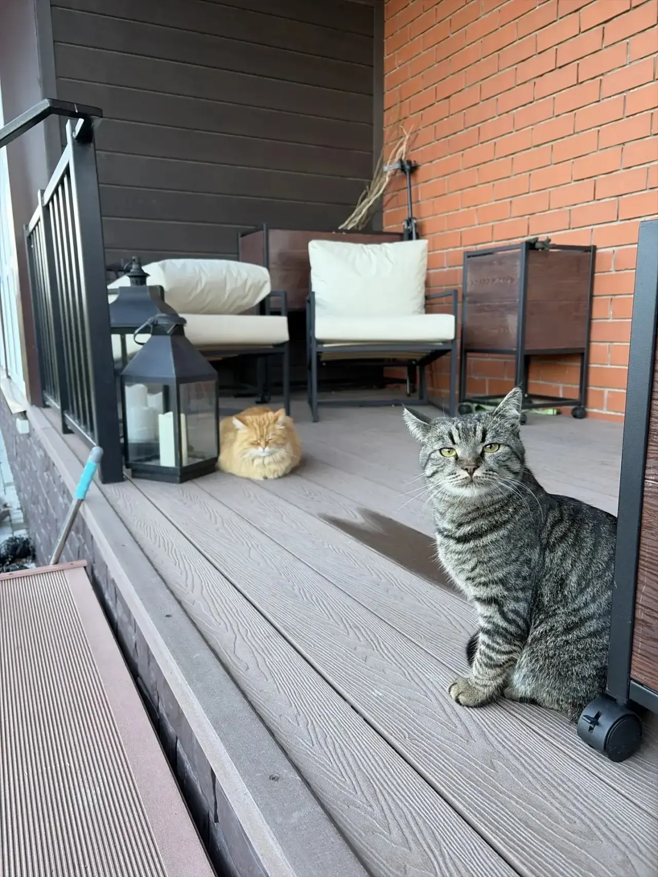 Корм принес??котоконтроль в деле!