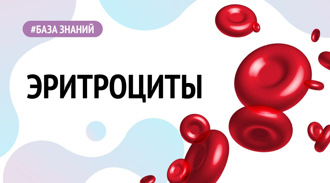 ЭРИТРОЦИТЫ (RBC)

Маленькие безъядерные двояковогнутые клетки, цитоплазма которых насыщена гемоглоби