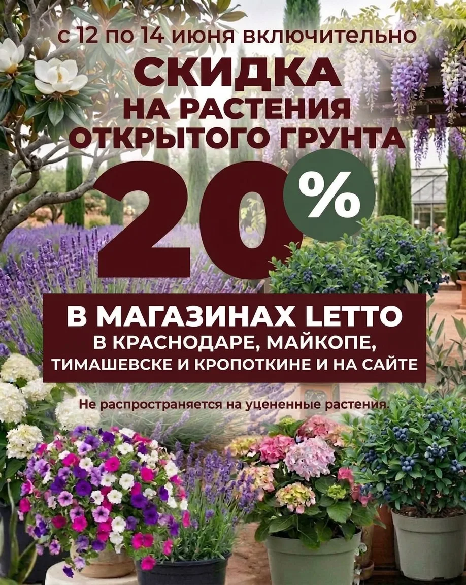 🎉Только три дня! Скидка 20% на растения открытого грунта и рассаду в магазинах LETTO в Краснодаре, 