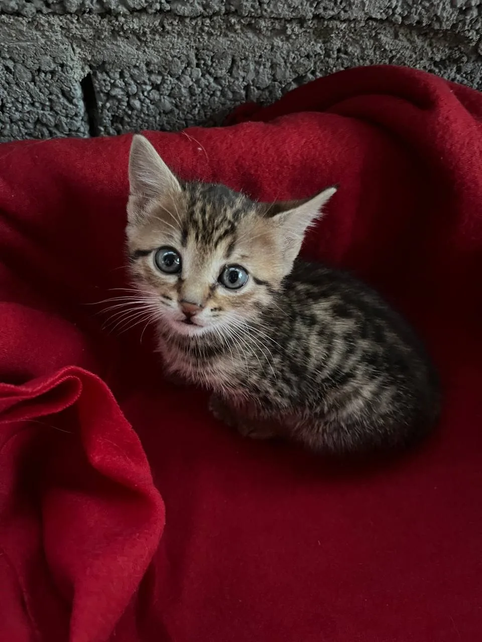 📨 От подписчика:

– Котёнок ищет дом! Отдаю котёнка в хорошие руки. Девочка, возраст неизвестен. Бы