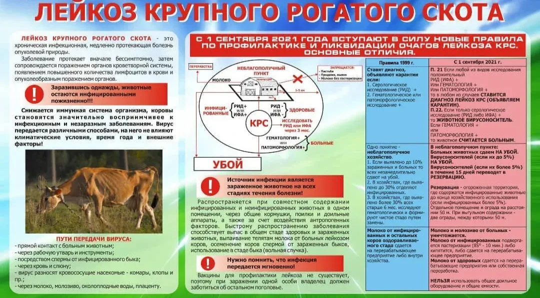 Лейкоз крупного рогатого скота, в частности лейкоз, вызываемый вирусом лейкемии крупного рогатого ск