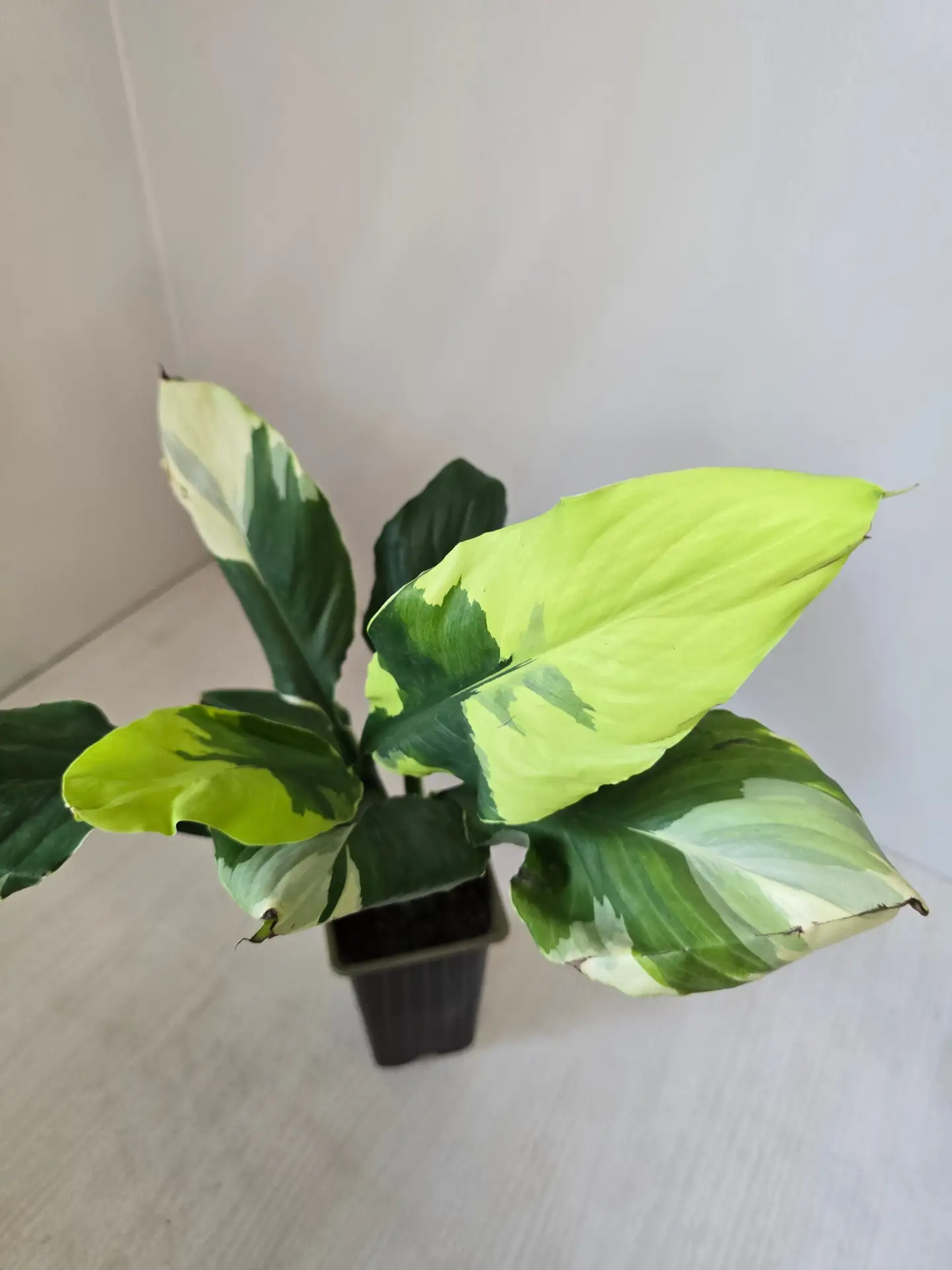 Spathiphyllum wizard 4500p (выбор есть)