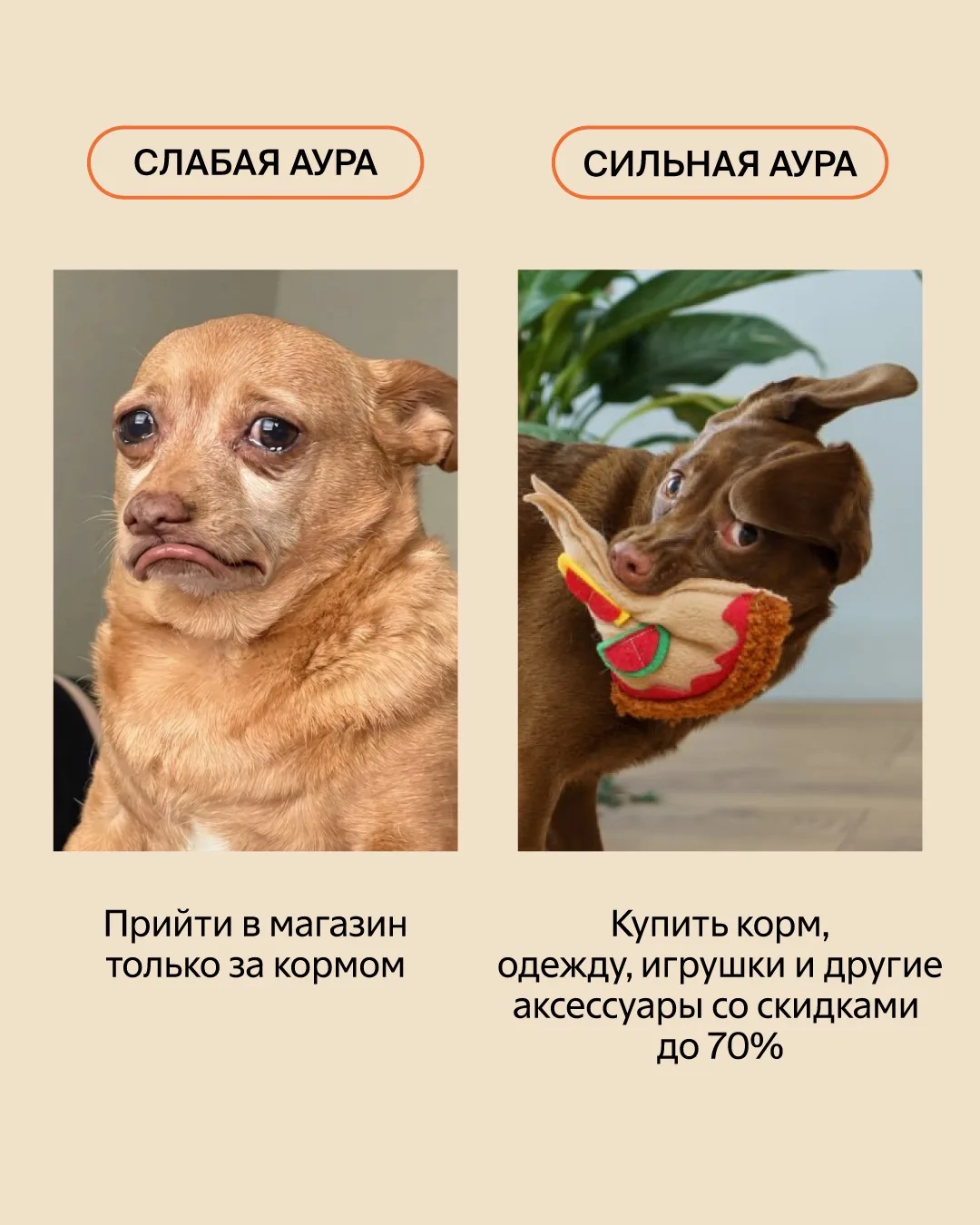 🚨Предупреждение: выйти из магазина только с кормом будет сложно.

Ведь игрушки, корма, лакомства, о