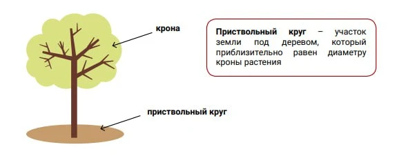 УХОД ЗА ПРИСТВОЛЬНЫМ КРУГОМ ВИШНИ

Что включает в себя забота о приствольном круге?

✔️ Неглубокая (