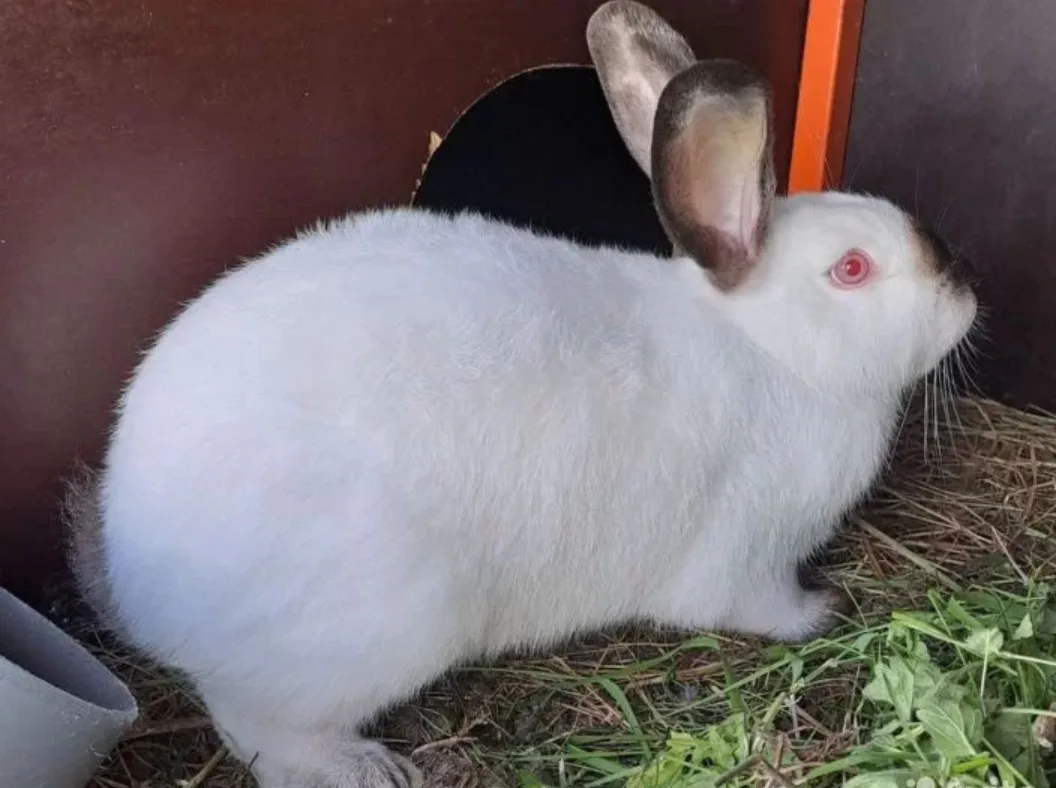 Продам кроликов, порода Калифорния, возраст 4 мес , цена 1000 руб. 🐇