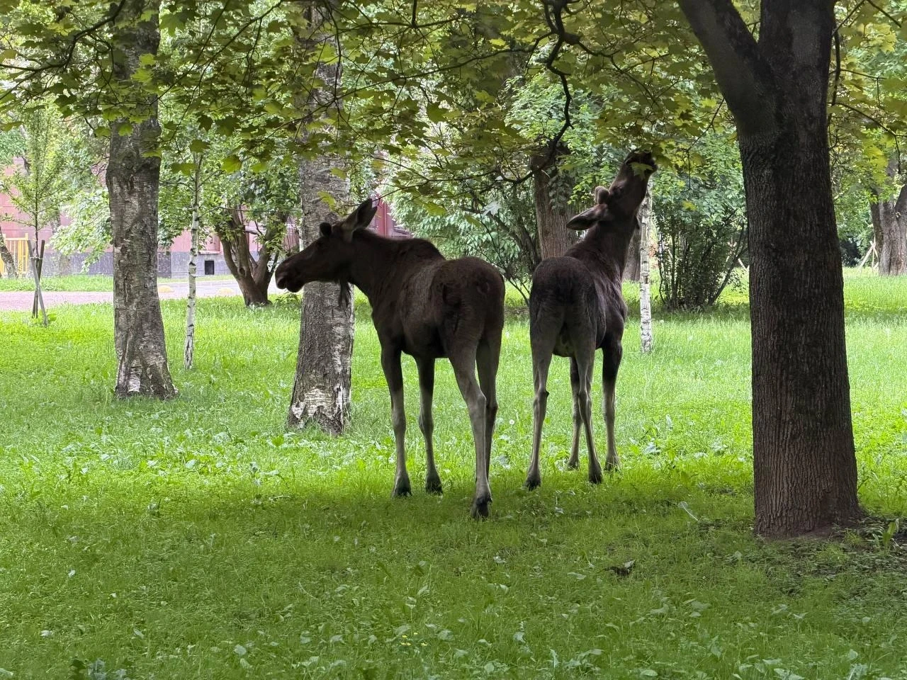 В Петербурге за сутки спасли трех лосей, заблудившихся в городе. Специалисты и добровольцы вернули ж