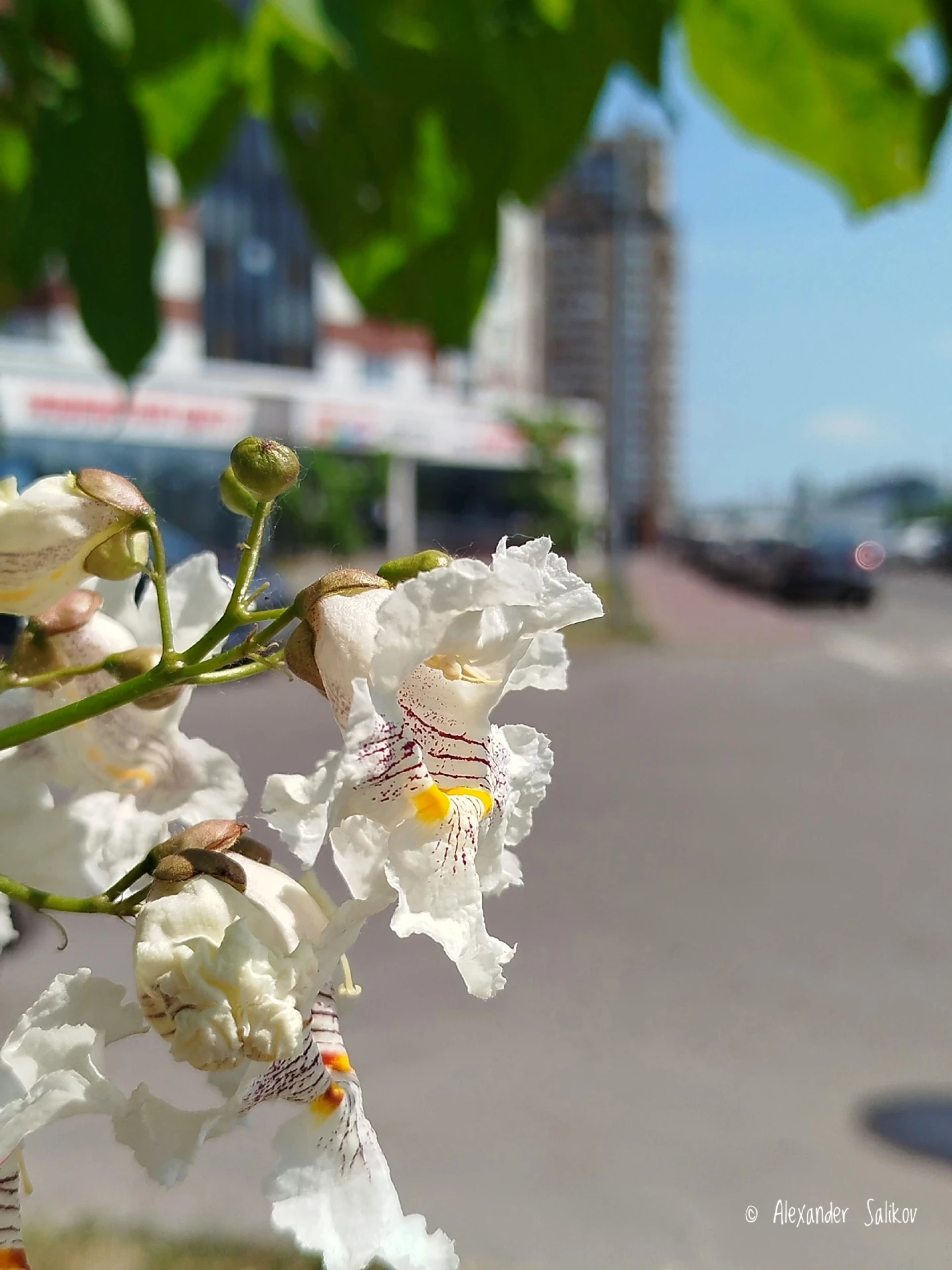 До чего ж красиво на наших улицах 😍
Фото: Александр Саликов