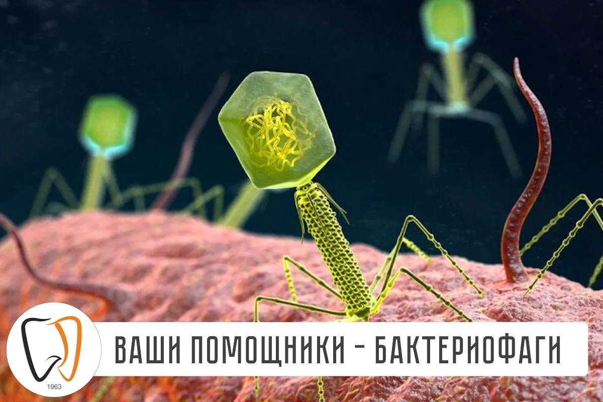 🦠 Бактериофагами называют вирусы, которые заражают только бактерии, а на клетки человека никак не в