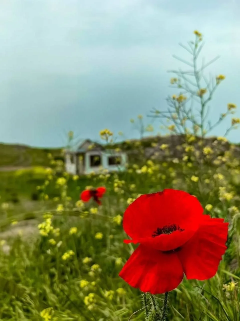 🌼Щелкино.

📸Автор: Николай Нестеренко
👉 t.me/typical_krum
👉 max.ru/typical_krum 
#ТипичныйКрым