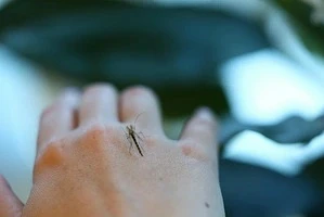 Опасные тропические комары атакуют регионы: чем грозит их укус 
Разбираемся, как себя защитить

В по