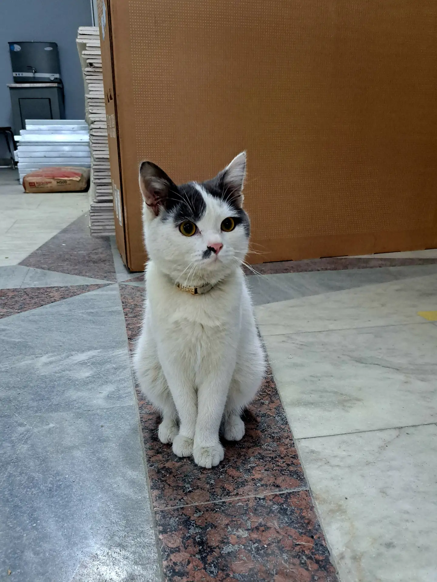 Привет, друзья! Это Боссик, официальный талисман ТХТК!🐈🐈🐈
У меня важная миссия: я лично контролир