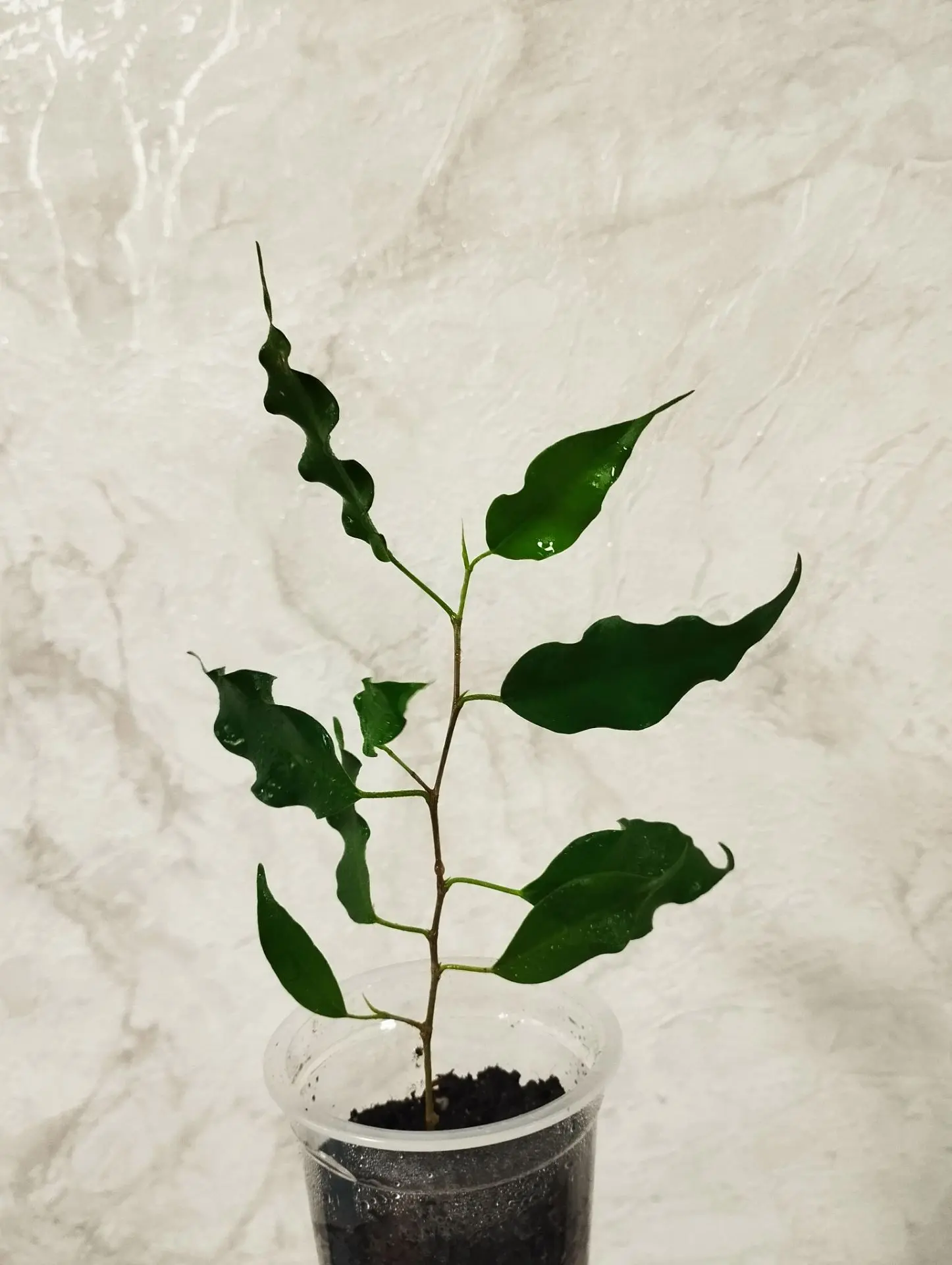 💚 Фикус БЕНДЖАМИНА 💚
#продам

💲200