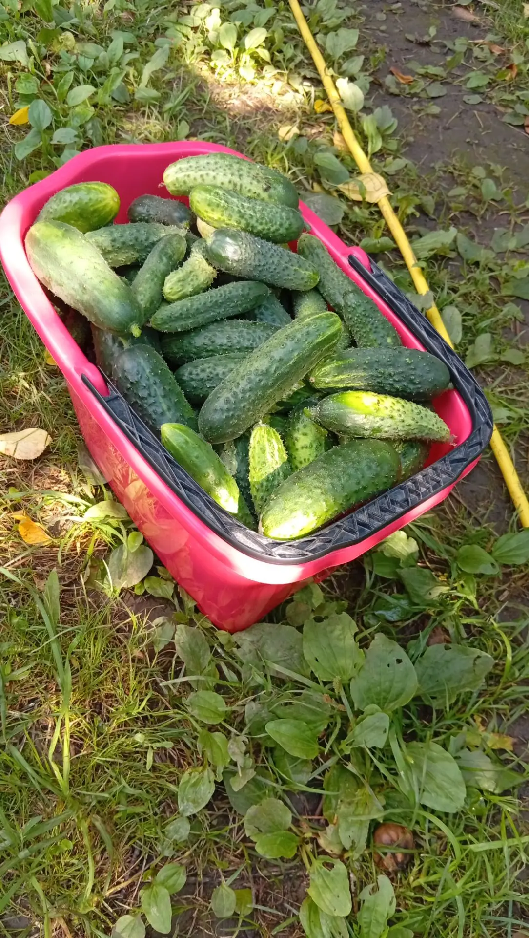 Продолжаем отвоёвывать огурцы у клеща👩‍🌾🥒, ждём с нетерпением созревания томатов🍅🤗
#томаты #огу
