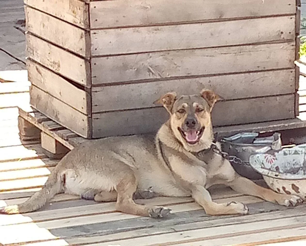 Саратов и область!!
Ищем добрые руки для Томаса.👍🐶 
Это красивый,  здоровый, и энергичный пёс!👍🐕