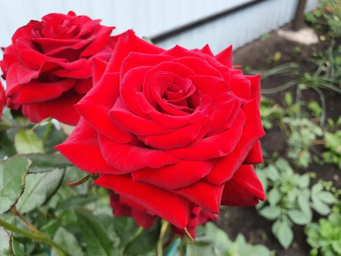 🌿 Какие многолетники лучше не подкармливать в июне

Для многих кажется логичным: чем больше удобрен