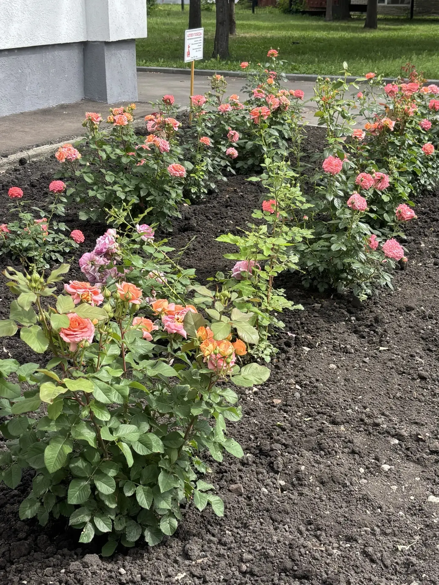 В нашей школе расцвела Аллея Победы! 🌹
Помните, как 7 мая прошлого, 2025 года, в канун юбилея Велик