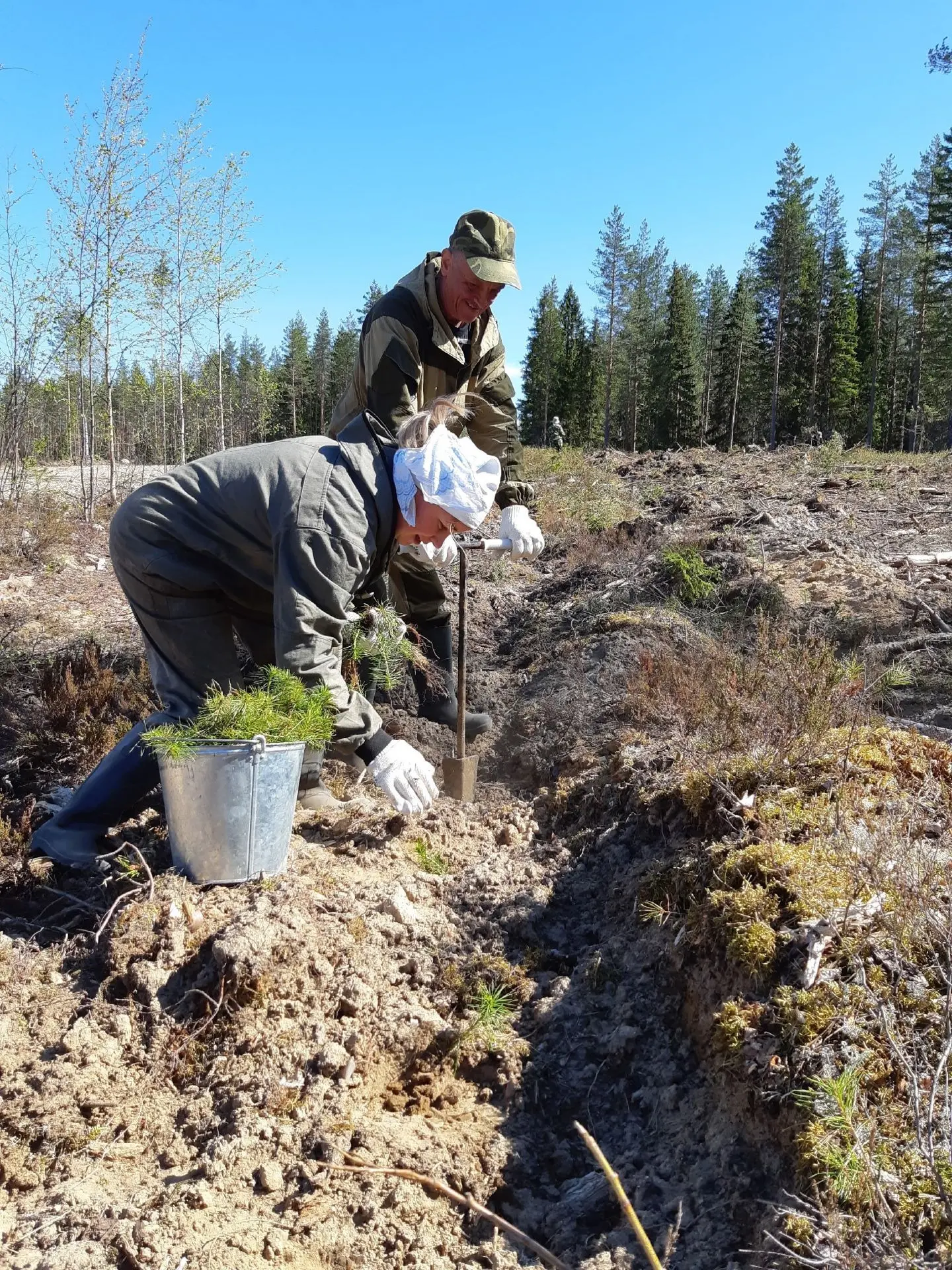 🌲Свыше 5,6 тысяч гектаров леса уже восстановили в Карелии
 
Сезон лесовосстановления в Карелии идет
