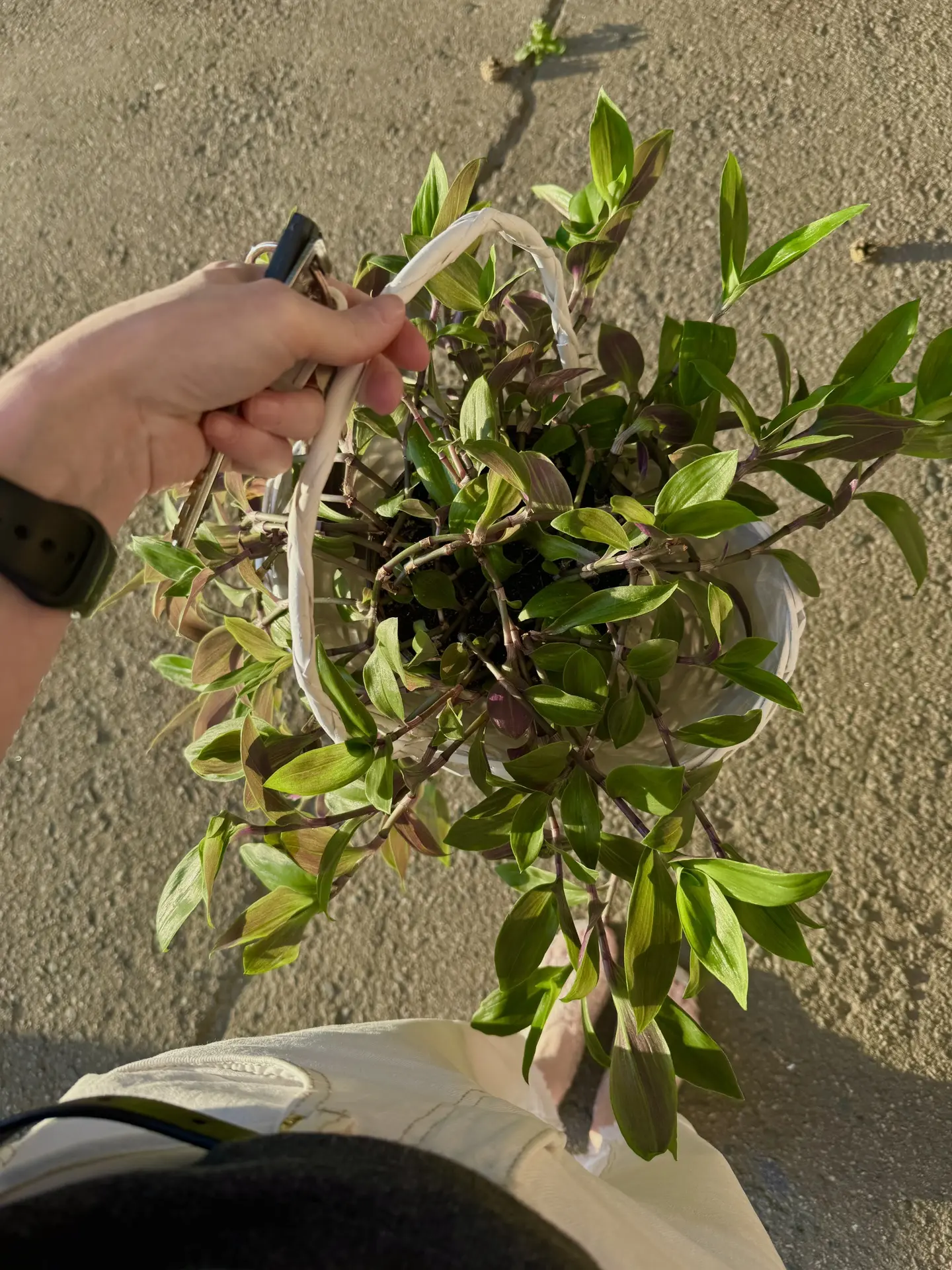 Девочки, смотрите, что я унесла от мамы 🥹😍 
Моя цветочная обсессия продолжается