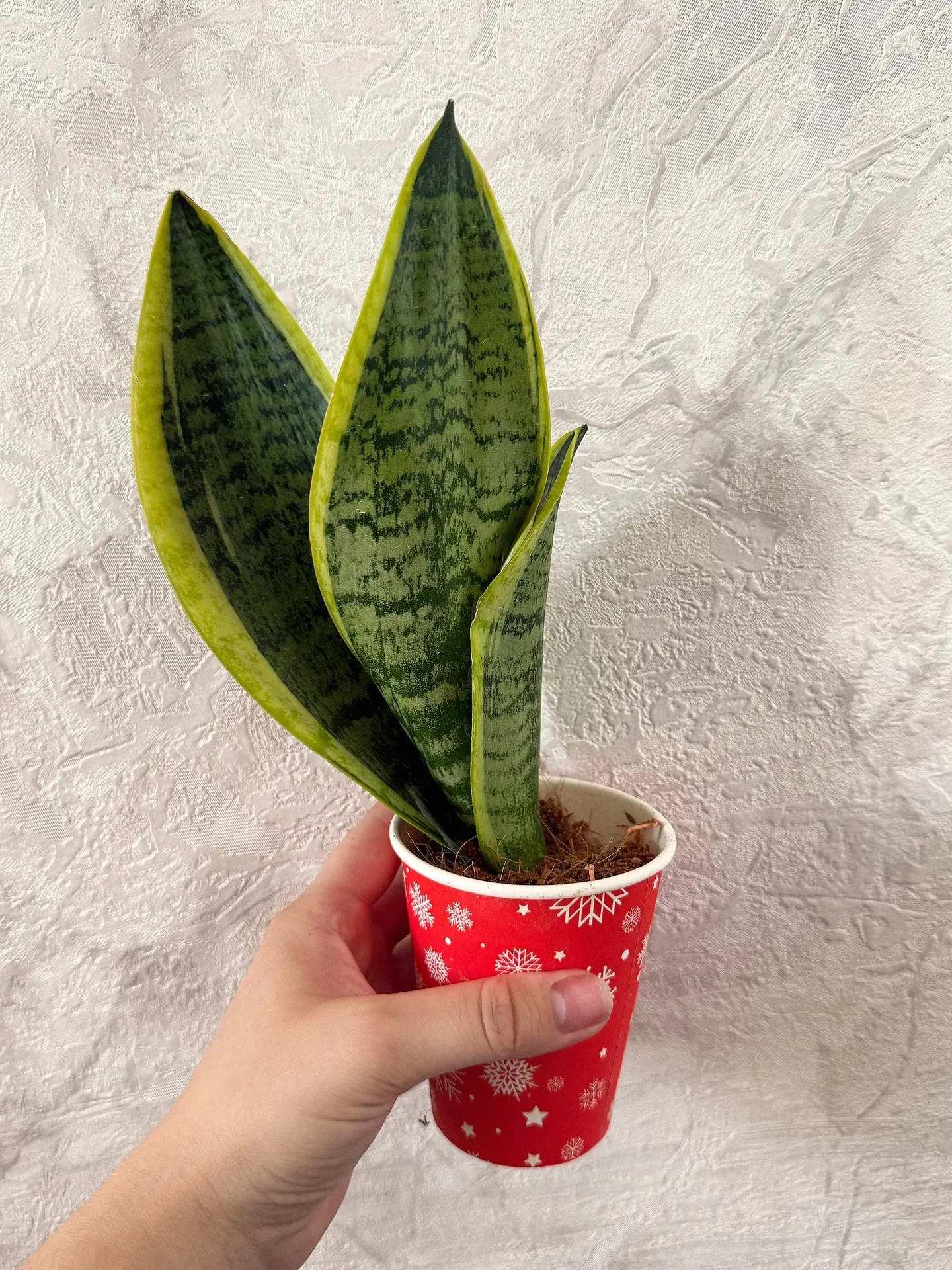 💚 САНСЕВИЕРИЯ 💚 
#продам

Поверья: очищает пространство.

💲350