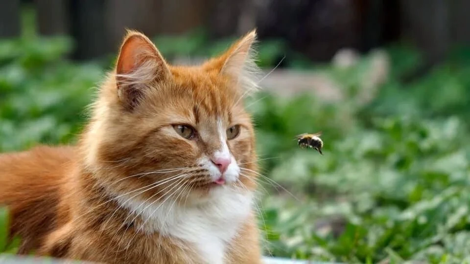 Укус пчелы опасен для кошки🐈🐝
Многие хозяева кошек даже не задумываются, что летом их питомца може