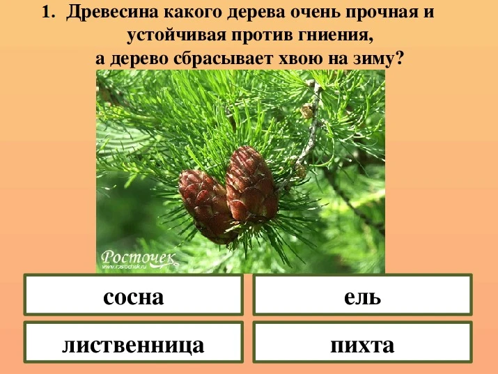 5 июня — Всемирный день окружающей среды — отличный повод поговорить о наших «зелёных друзьях»! Учит