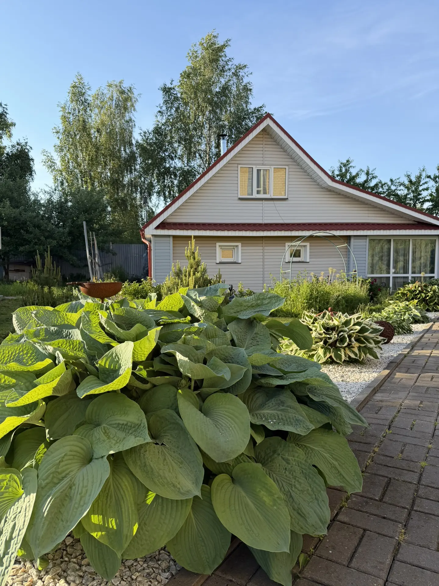Наши хосты растут на солнце! 🌿🌞

Тень от дома на них падает только до 10-11 утра. А дальше они цел