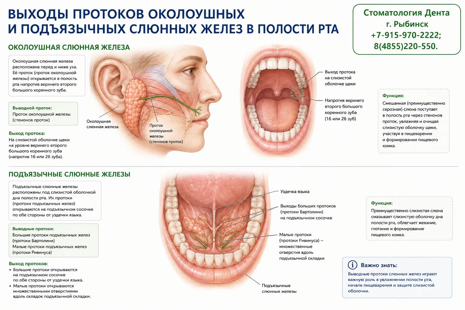 Почему зубной камень чаще всего образуется именно в этих местах?
🦷 Выходы протоков слюнных желез и 