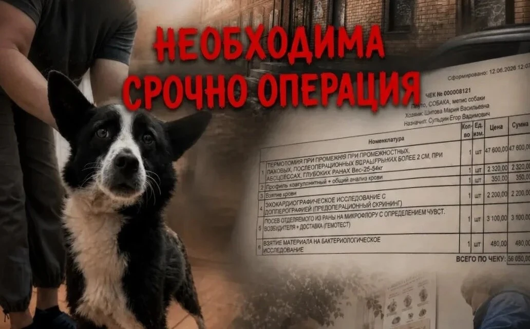 🆘 У Плуто попа не заживает, необходима операция! Спасённый из Уфимского отлова НЕ МОЖЕТ вообще ходи