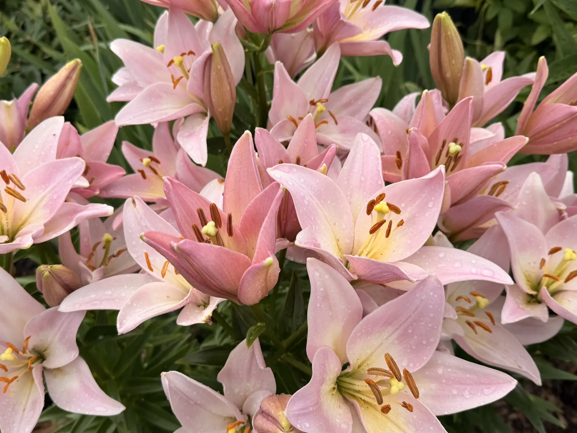 Доброе утро ☀️ 

Прекрасного дня🌸 наполненного улыбками и успехами⭐️

А Лето оно то есть, то его со