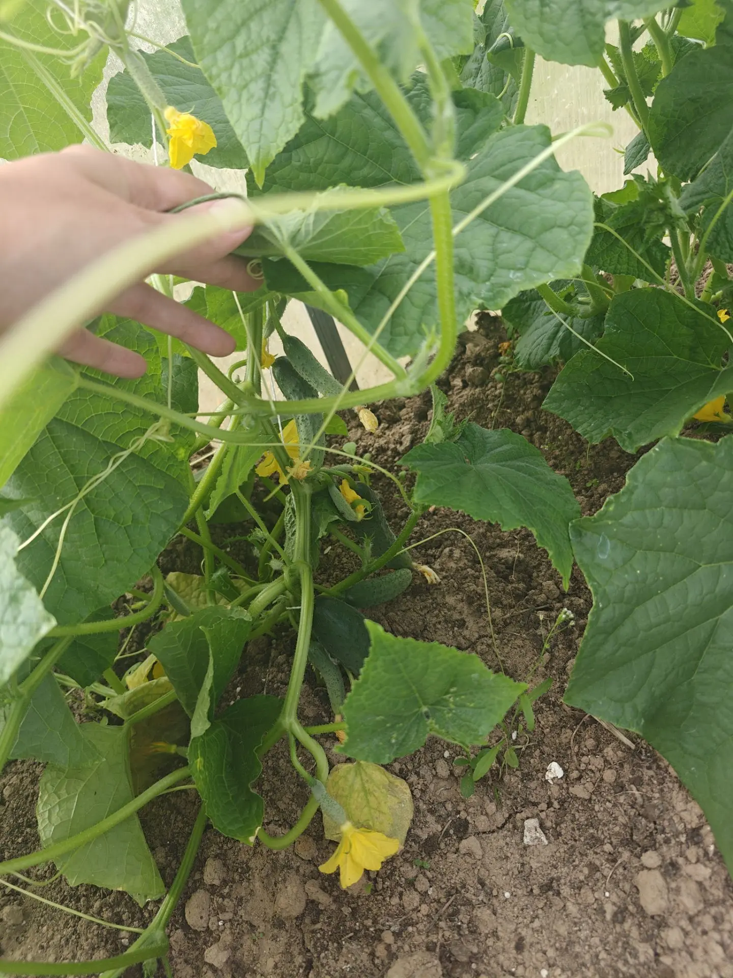 Первый урожай огурчиков 🥒

Такие они сладкие и нежные🤗😍

Начинаю понимать своих родителей🤣